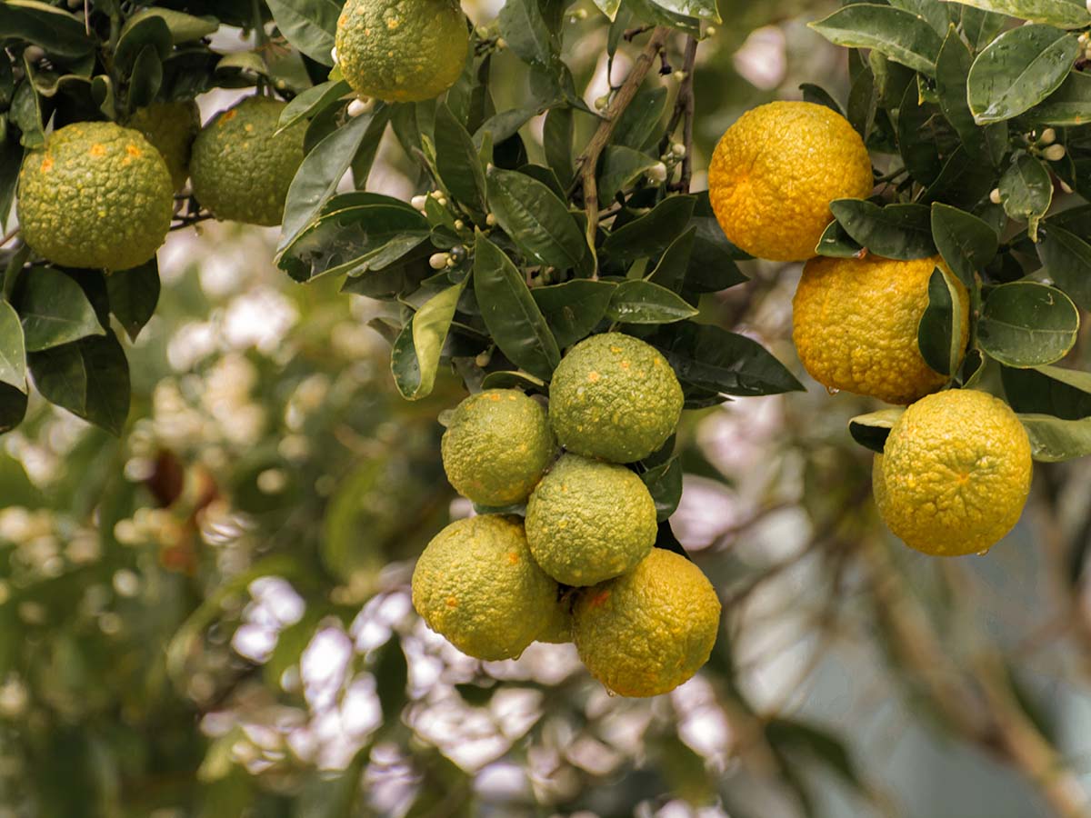 5 parfums réputés pour réduire le stress, selon les experts Bergamot