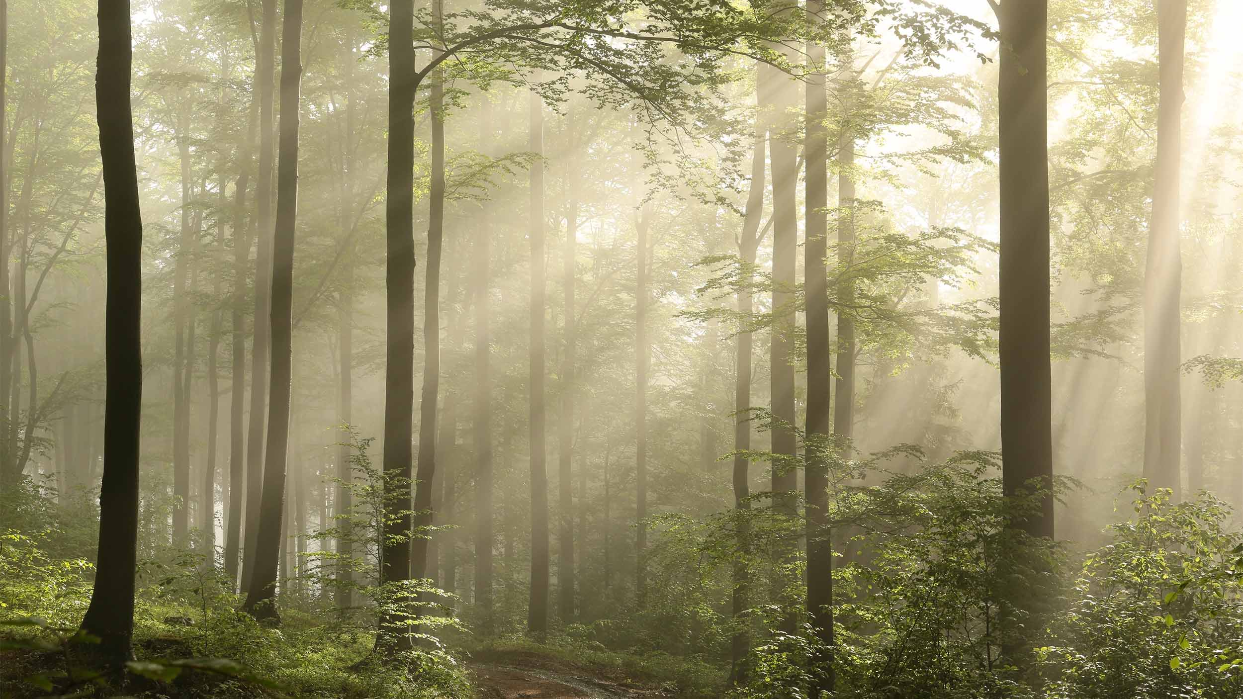 Bain de Forêt - Une Célébration de Nos Forêts - AMNIENS