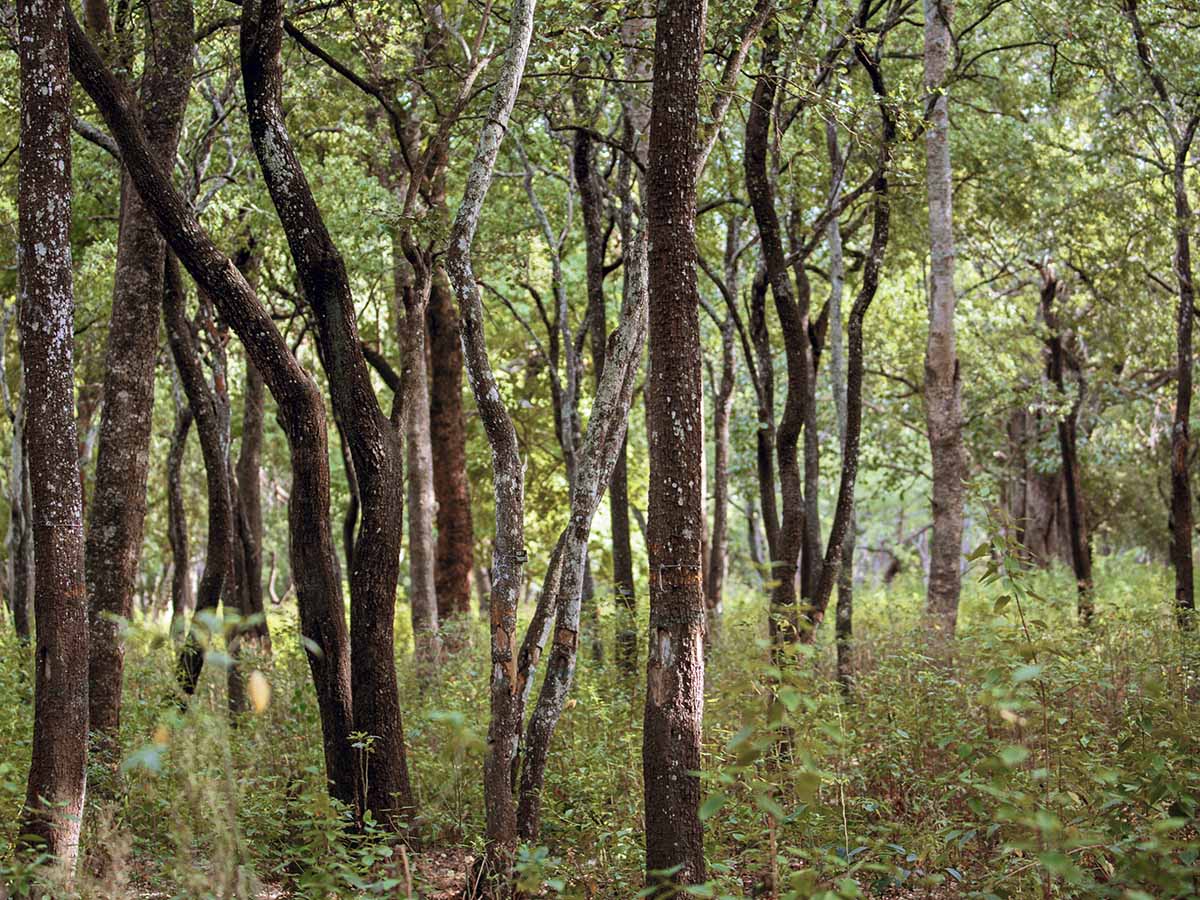 Foret de bois de santal