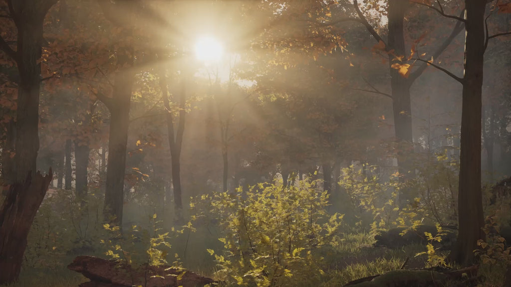 Video of a forest, sunlight coming through and a light mist rising